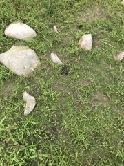 Odocoileus virginianus