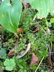 Plagiomnium undulatum