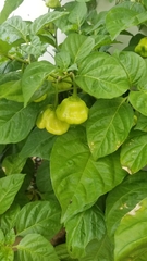 Capsicum chinense