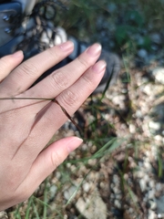 Agrostis capillaris