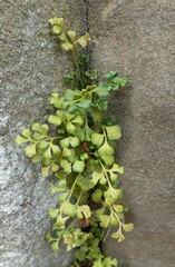 Asplenium ruta-muraria