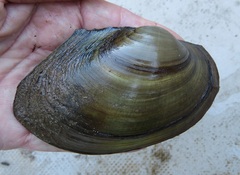 Pyganodon grandis