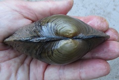 Pyganodon grandis