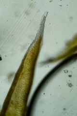 Racomitrium canescens latifolium