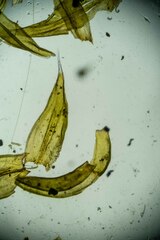 Racomitrium canescens latifolium