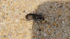 Cicindela repanda