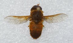 Cryptotylus unicolor