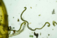 Racomitrium canescens latifolium