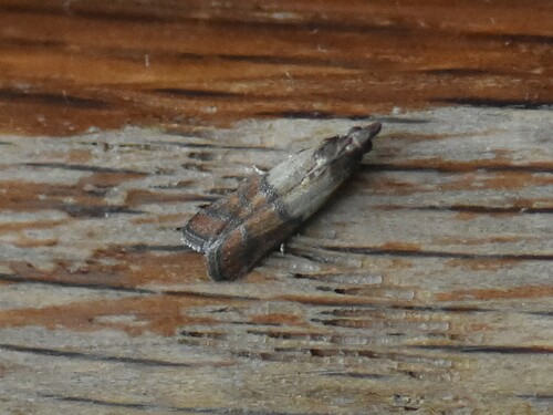 Indian-Meal Moth, Groesbeek, Nederland, photo 5 of 10