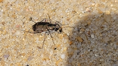 Cicindela repanda