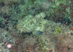 Scorpaena plumieri