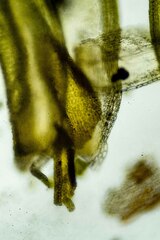 Racomitrium canescens latifolium