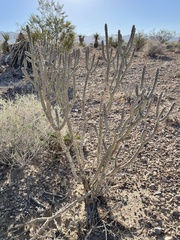 Cylindropuntia ramosissima