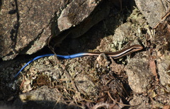 Plestiodon skiltonianus