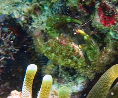 Mithraculus sculptus