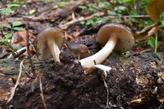 Melanoleuca