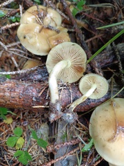 Pholiota spumosa