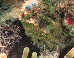 Mithraculus sculptus