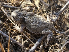 Phrynosoma platyrhinos