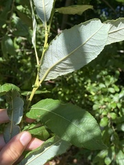 Salix eriocephala