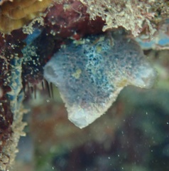 Haliclona caerulea