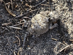 Phrynosoma platyrhinos