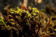 Racomitrium canescens latifolium