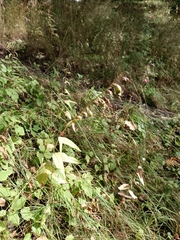 Campanula rapunculoides
