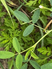 Melilotus albus