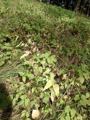 Campanula rapunculoides