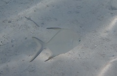 Trachinotus falcatus