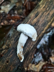 Lactarius camphoratus
