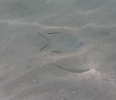 Trachinotus falcatus