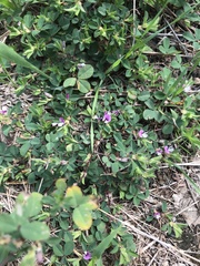 Kummerowia stipulacea