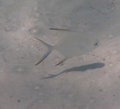Trachinotus falcatus