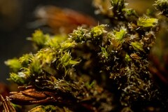 Racomitrium canescens latifolium