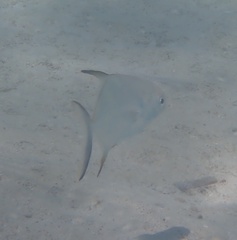 Trachinotus falcatus