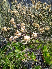 Retanilla ephedra