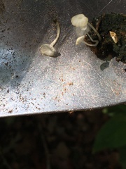 Mycena meliigena