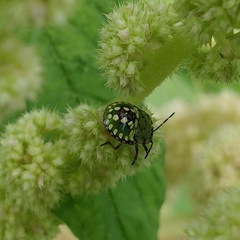 Nezara viridula