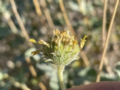 Encelia virginensis
