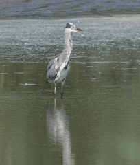 Ardea cinerea