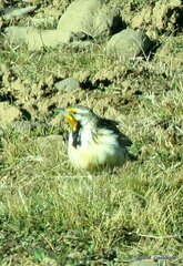 Macronyx flavicollis