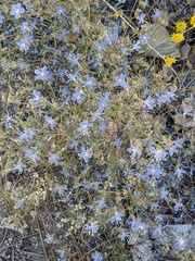 Eriastrum sapphirinum