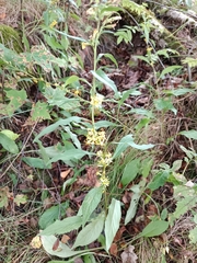 Solidago virgaurea