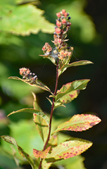Spiraea tomentosa