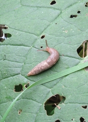 Deroceras reticulatum