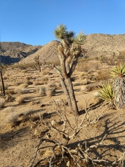 Yucca brevifolia