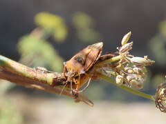 Carpocoris mediterraneus atlanticus