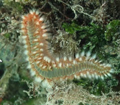 Hermodice carunculata